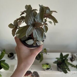 Silver cloud Pilea Plant